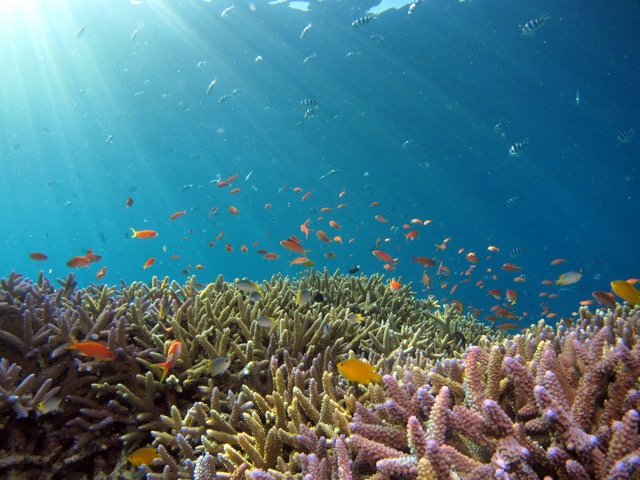 Snorkeling guidato a Stintino